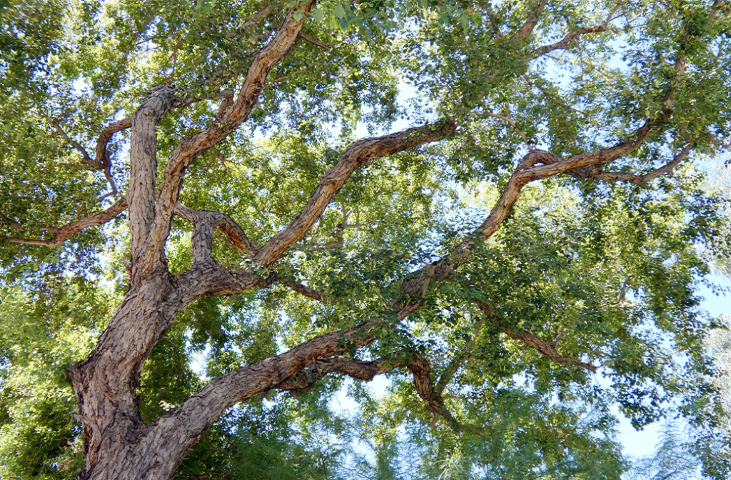 Mature shade tree during late summer in North Carolina